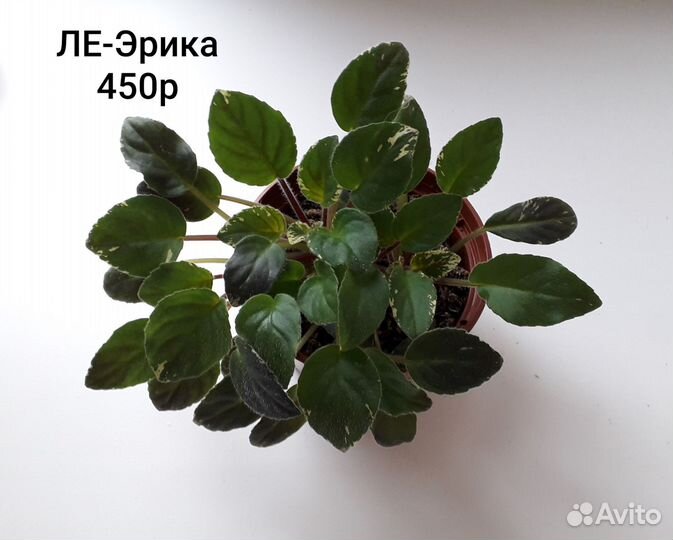 Фиалки-трейлеры укор. растения