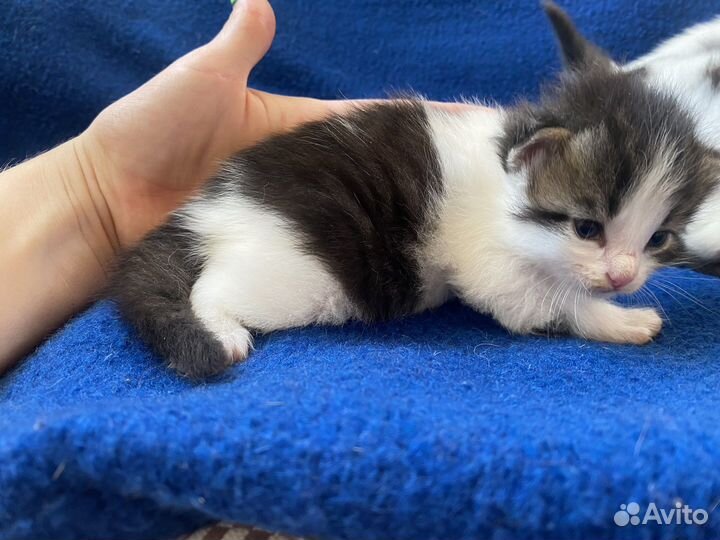 Котенок девочка - Монро