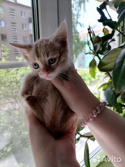 Маленький рыжий котенок в добрые руки