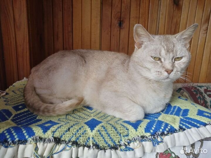 Котик в добрые руки