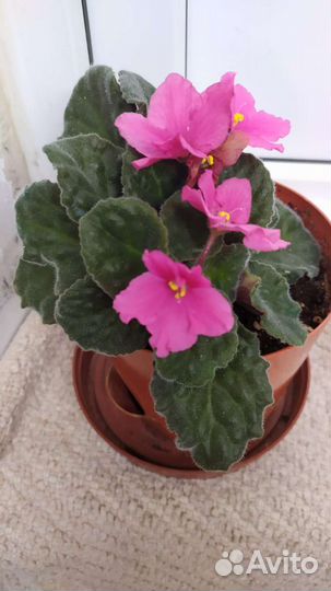 Фиалки цветущие в горшке