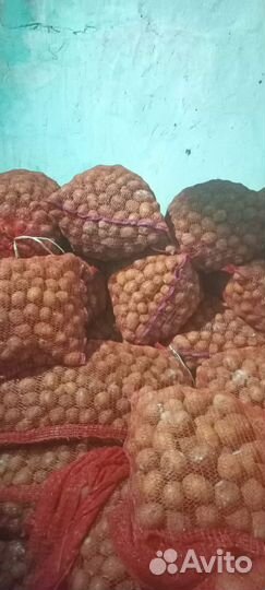 Семенной картофель гала