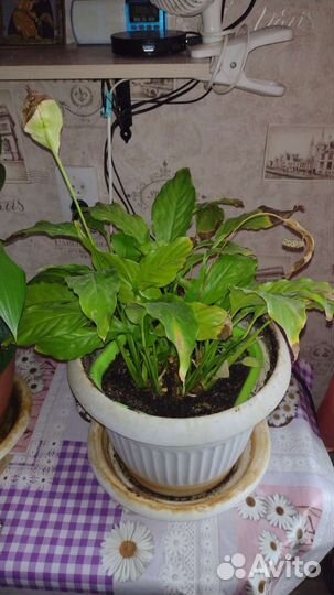 Комнатные растения