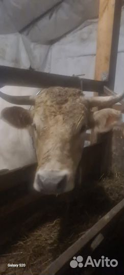 Бык Костромской породы