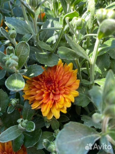 Хризантемы мультифлора