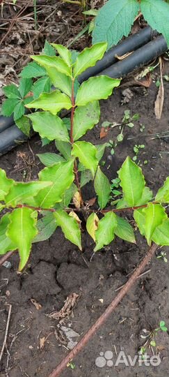 Растения для сада