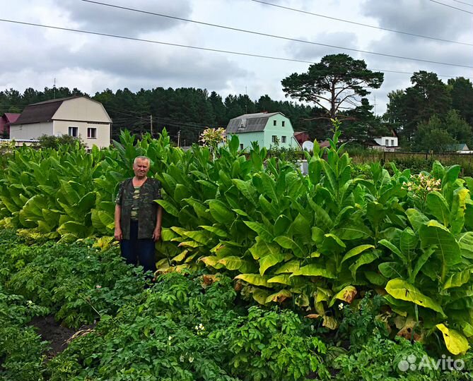 Семена и рассада табака