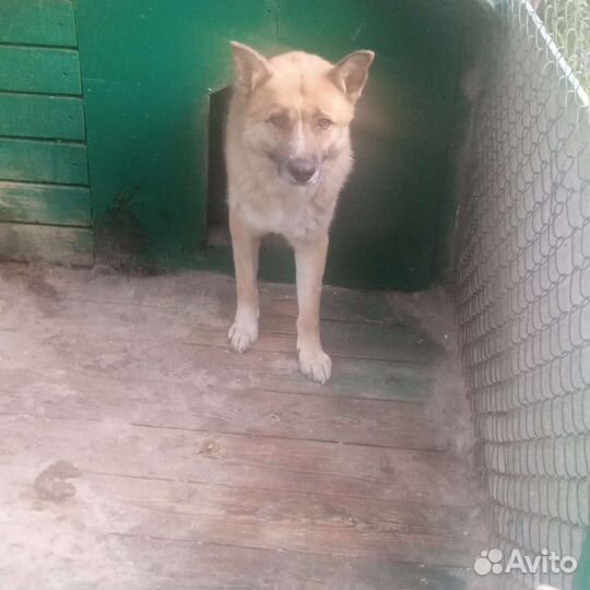 Собака в добрые руки отдам бесплатно