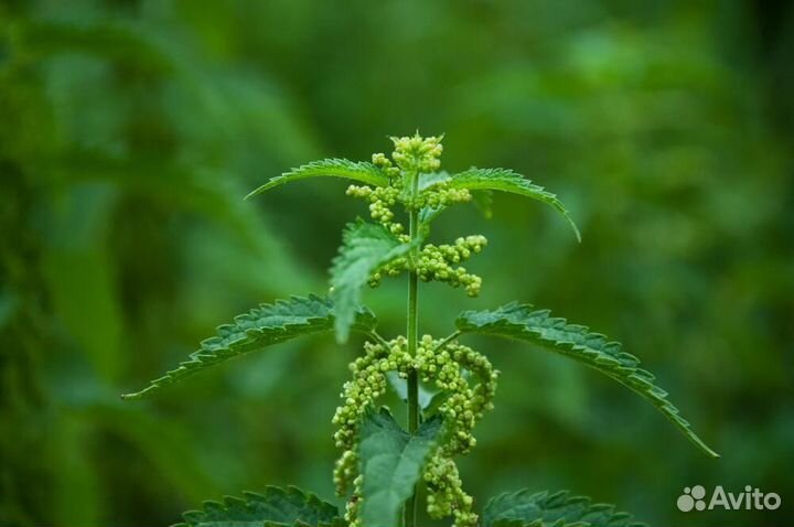 Натуральный без сульфатный шампунь