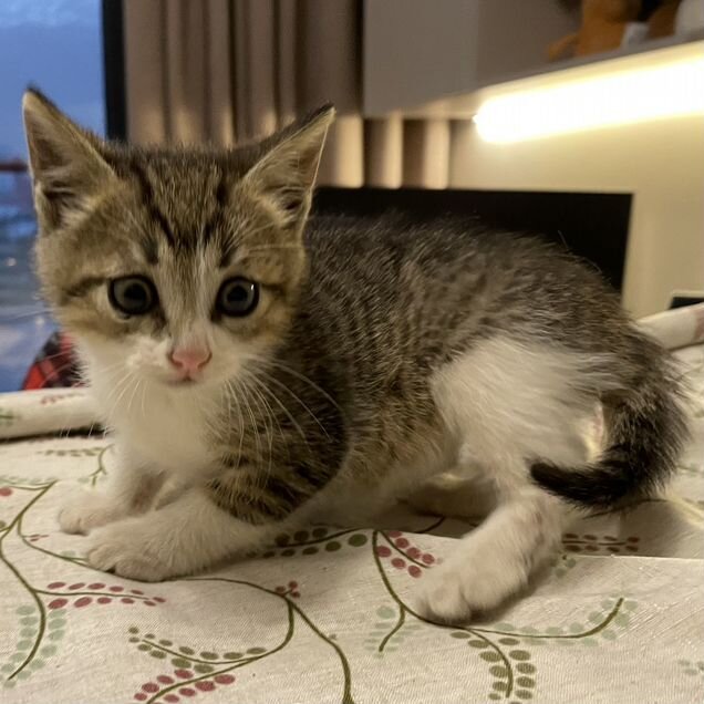 Котёнок в добрые руки