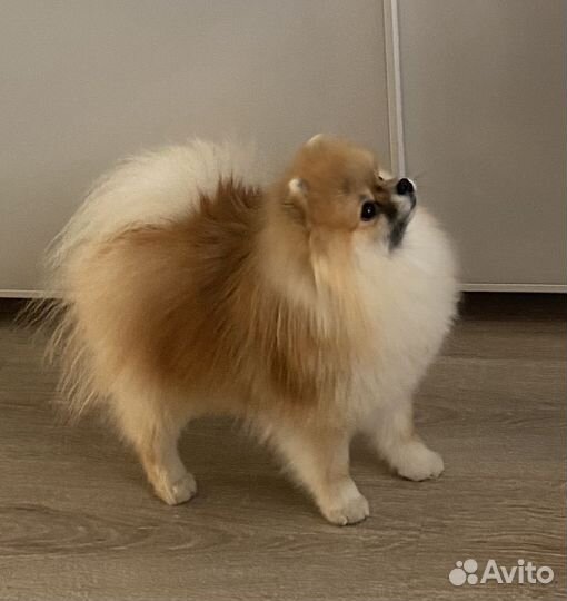 Шпиц вязка