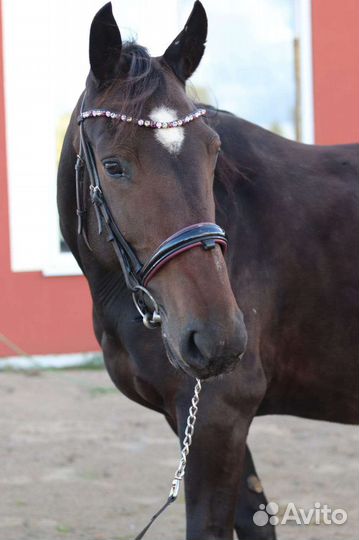 Лошадь кобыла