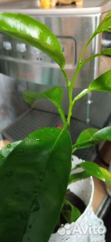 Лимонное дерево