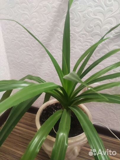 Комнатные / офисные цветы панданус пальма