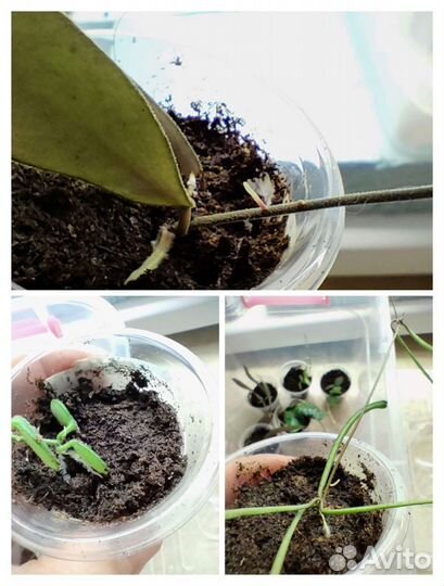 Торф Klasmann (классман) TS-1 (876)