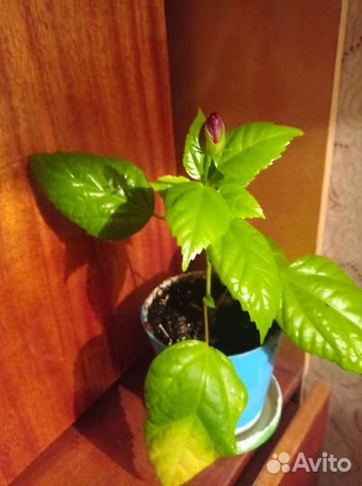 Гибискус махровый красный