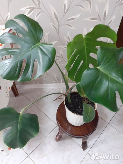 Монстера королевская