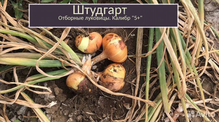 Лук Штутгарт на зелень опт от 3 тонн