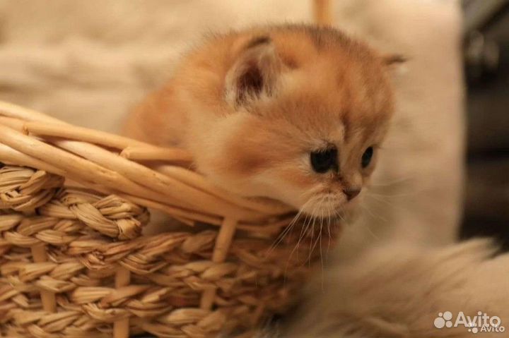 Клубные золотая шиншилла британцы