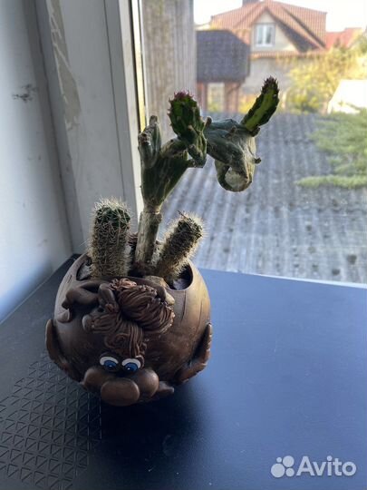 Кактусы в кашпо