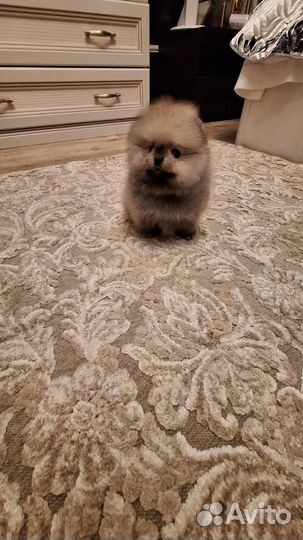 Померанский шпиц мини