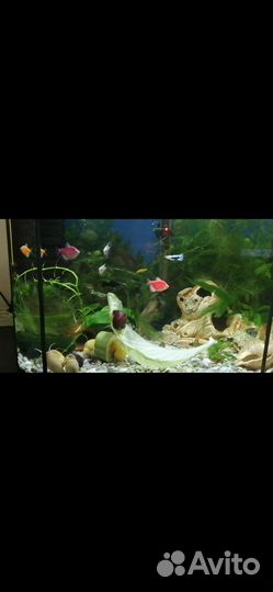 Аквариум. Аквариумные рыбки