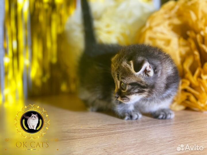 Миниатюрная малышка манчкин стандарт