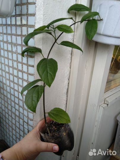 Клеродендрум Томпсона