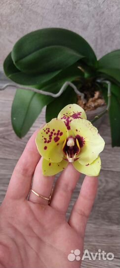 Орхидея бабочка