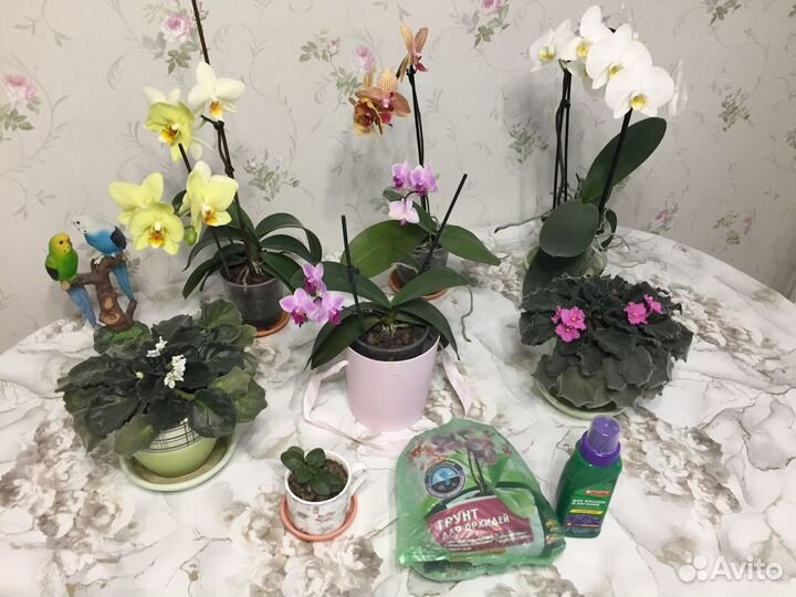 Фиалки, орхидеи, грунт, удобрение