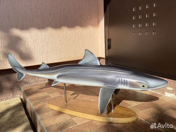 Чучело (муляж) Черноморского Катрана