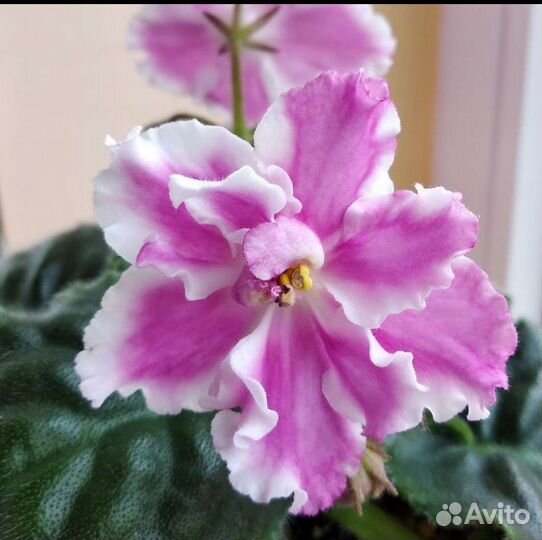 Фиалки сортовые детки или срез