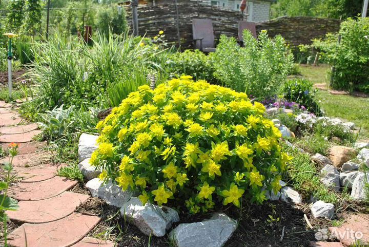 Молочай многоцветковый