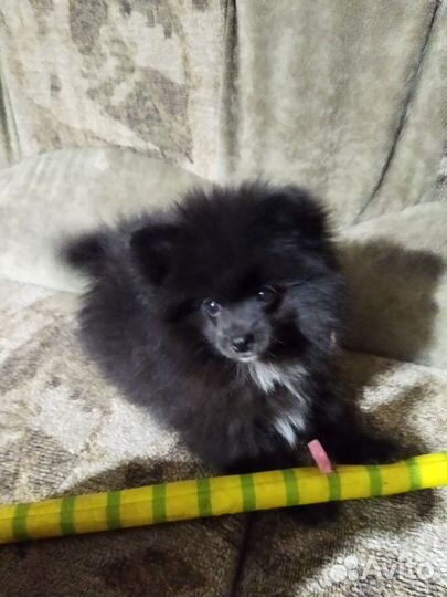 Щенки шпица