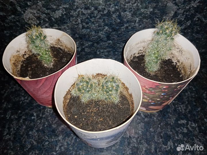 Маммиллярия побегоносная (mammillaria prolifera)