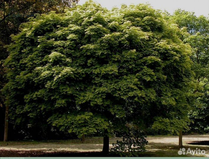 Клен остролистный