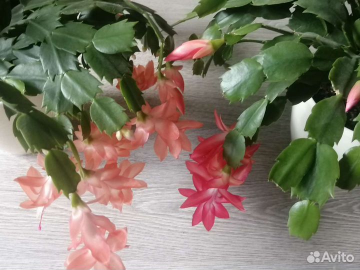 Шлюмбергера декабрист