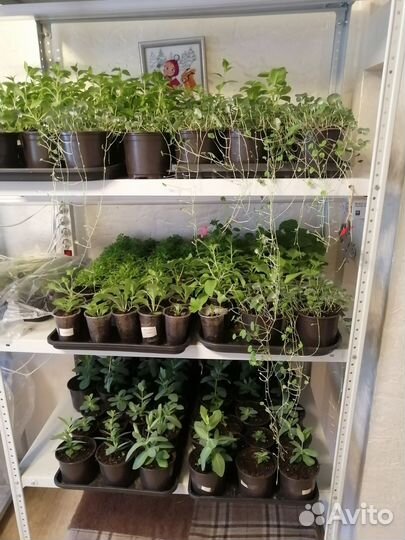 Петуния тайдал, ампельные, каскадные, кустовые (Та