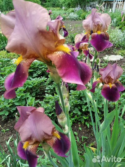 Ирисы