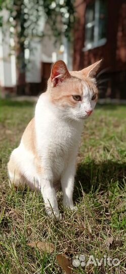 Кошка в дар бесплатно