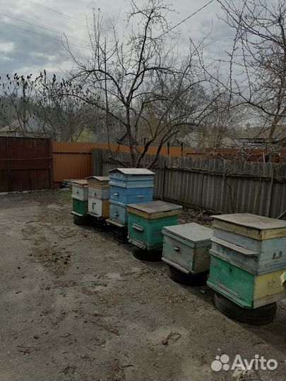 Пчелы и улья