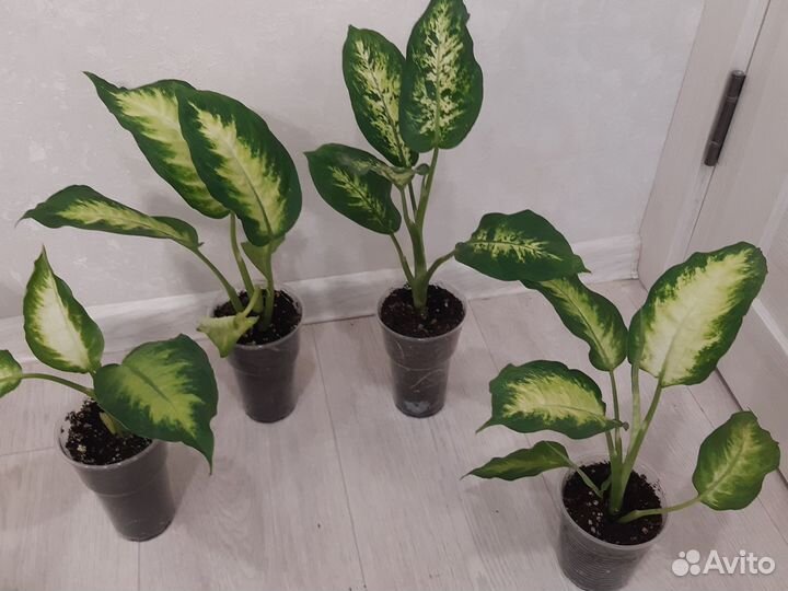 Дифенбахии,Аглаонемы