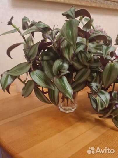 Традесканция сортовая