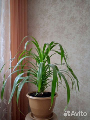 Комнатные цветы