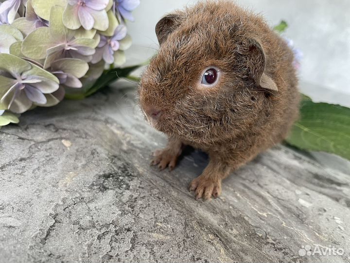 Морские свинки американские тедди