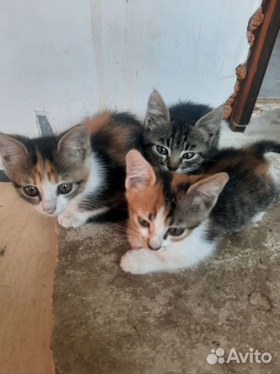 Кошка