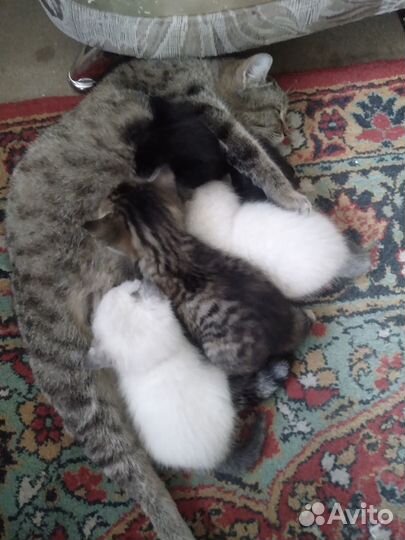 Отдам бесплатно животные