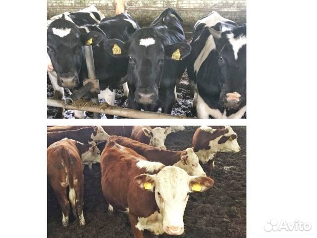 Нетели Телки племенные молочные высокий удой