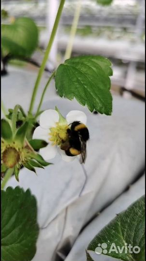 Шмели для опыления от производителя