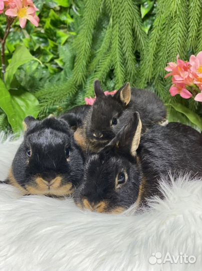 Мини кролики